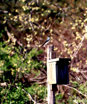Tree Swallow-Adult in breeding plumage