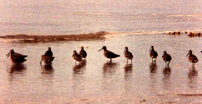 Short-billed Dowitchers - Maine 