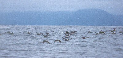 Tufted Puffins - Alaska 